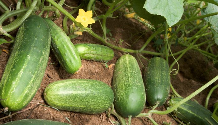 Tests for the effectiveness of Phitospectr in growing cucumbers in a greenhouse