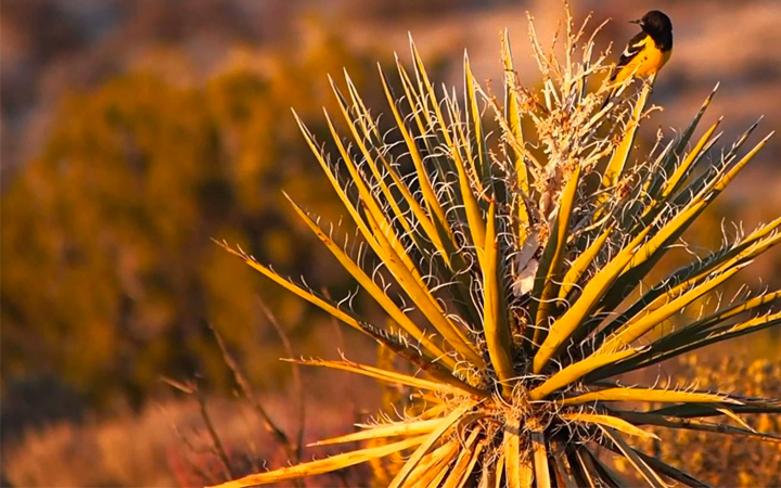 Экстракт растения <br> Yucca Shidigerа