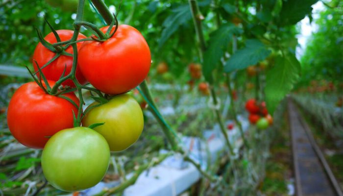 Tests for the effectiveness of the Phitospectr in growing tomatoes in the greenhouse